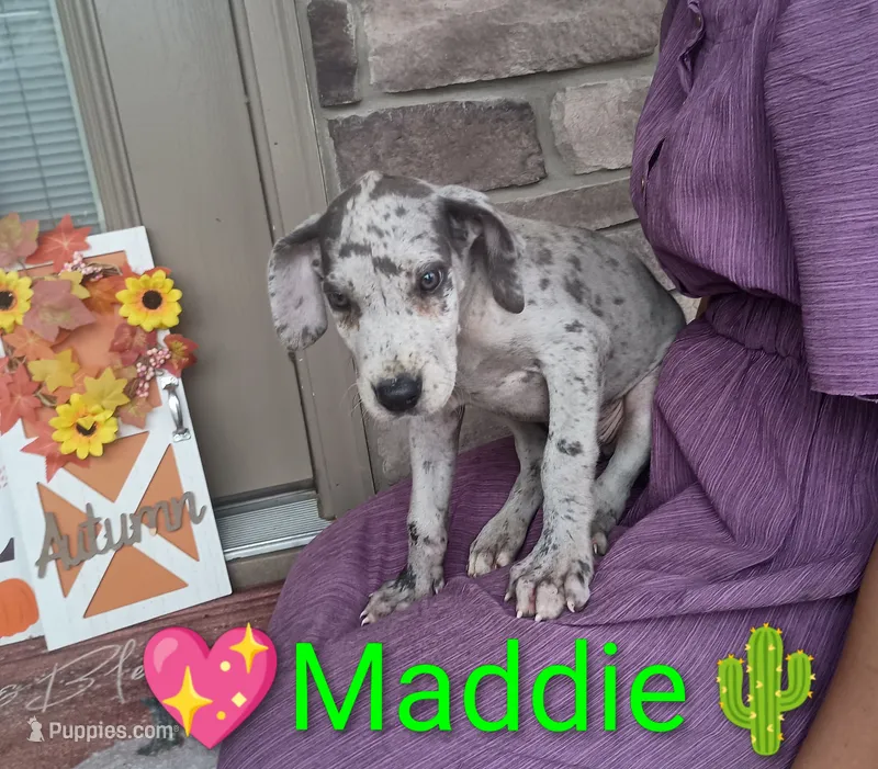 Maddie – Great Dane puppy for sale in Grabill, IN