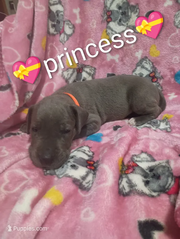 Princess – Great Dane puppy for sale in Grabill, IN