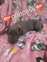 Princess, a female Great Dane for sale in Grabill, IN – 1 of 4