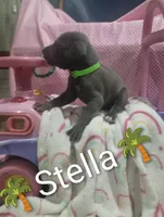 Stella, a female Great Dane for sale in Grabill, IN – 1 of 4