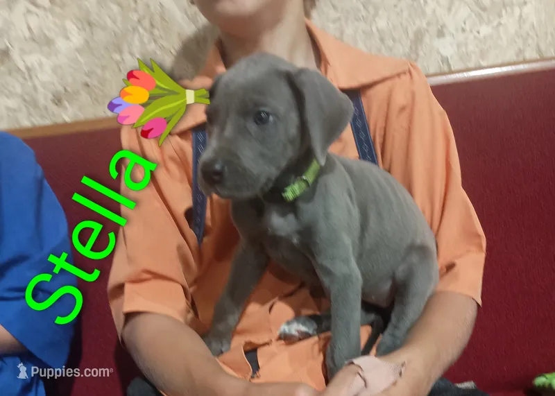 Stella – Great Dane puppy for sale in Grabill, IN