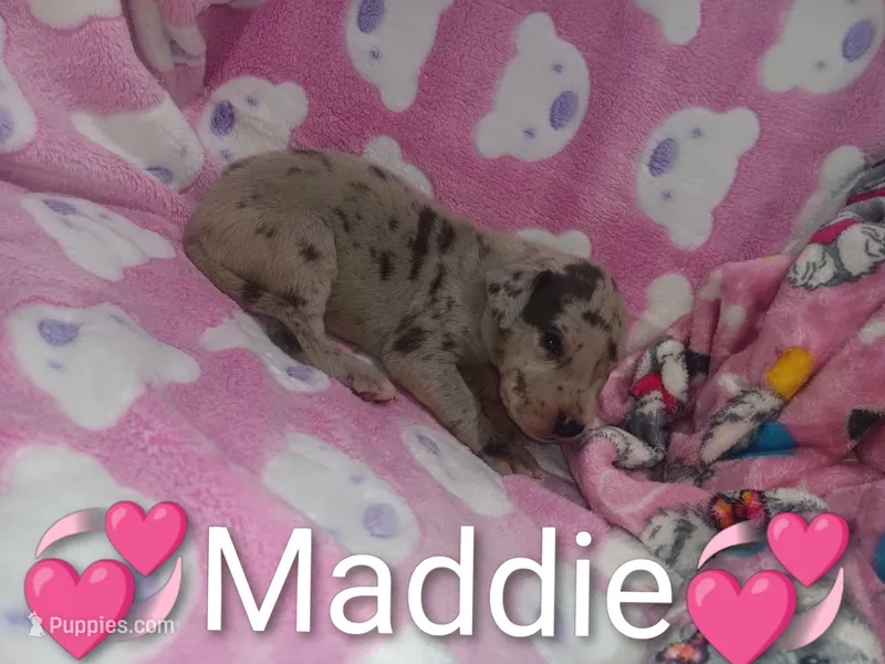 Maddie – Great Dane puppy for sale in Grabill, IN