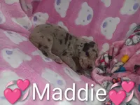 Maddie, a female Great Dane for sale in Grabill, IN – 3 of 3