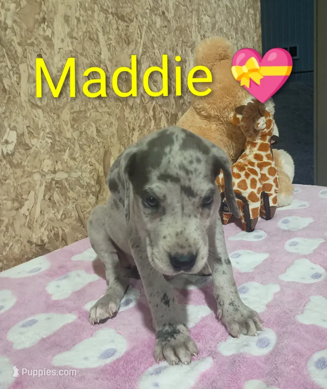 Maddie – Great Dane puppy for sale in Grabill, IN
