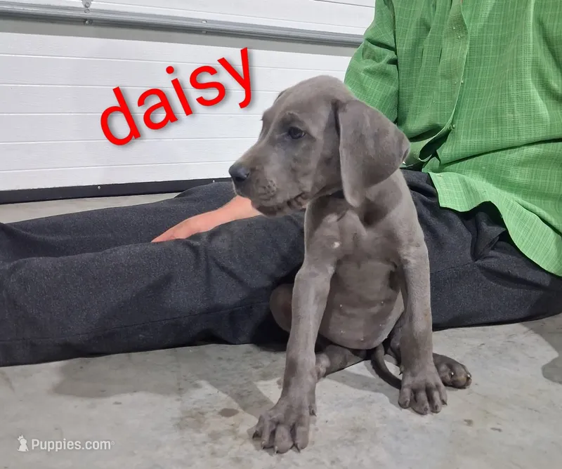 Daisy – Great Dane puppy for sale in Grabill, IN