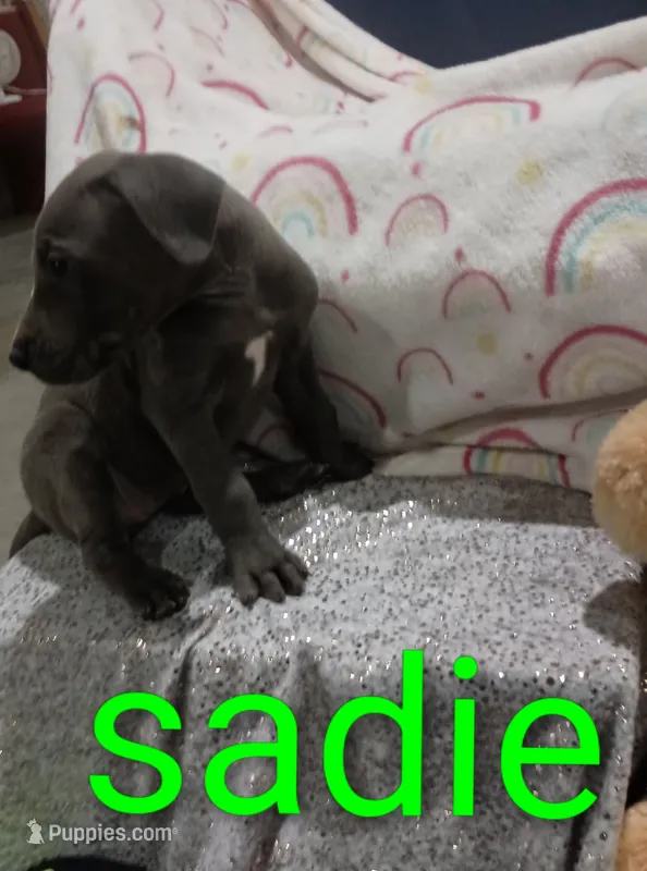 Sadie – Great Dane puppy for sale in Grabill, IN