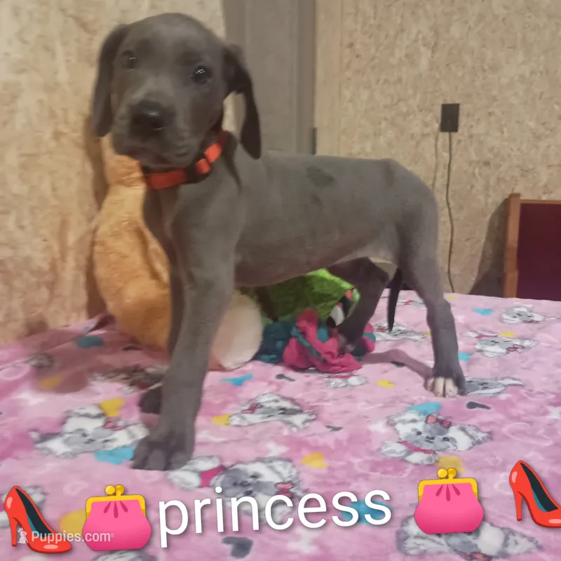 Princess – Great Dane puppy for sale in Grabill, IN