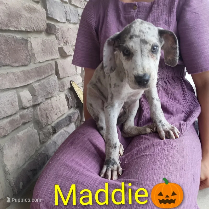 Maddie – Great Dane puppy for sale in Grabill, IN