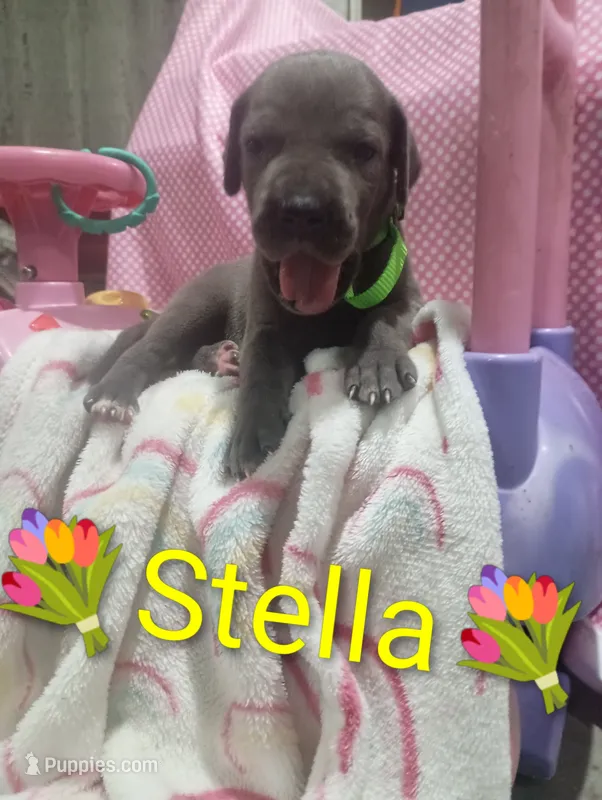 Stella – Great Dane puppy for sale in Grabill, IN