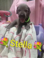Stella, a female Great Dane for sale in Grabill, IN – 3 of 4