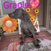 Gracie, a female Great Dane for sale in Grabill, IN – 3 of 4