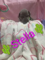 Stella, a female Great Dane for sale in Grabill, IN – 2 of 4