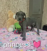 Princess, a female Great Dane for sale in Grabill, IN – 3 of 3