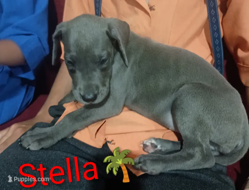 Stella – Great Dane puppy for sale in Grabill, IN