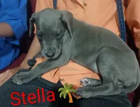 Stella, a female Great Dane for sale in Grabill, IN – 1 of 3