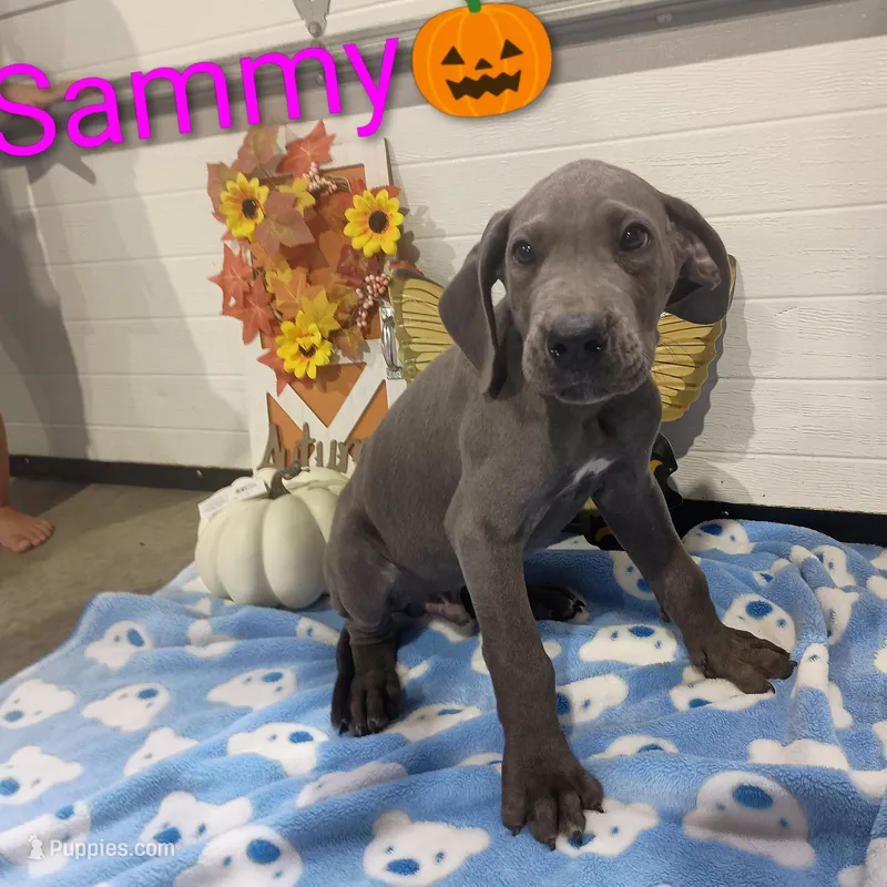 Sammy – Great Dane puppy for sale in Grabill, IN