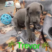 Trevor, a male Great Dane for sale in Grabill, IN – 3 of 4