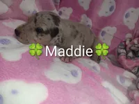 Maddie, a female Great Dane for sale in Grabill, IN – 2 of 3