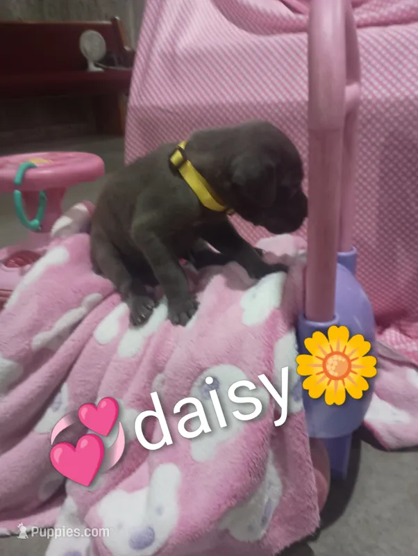 Daisy – Great Dane puppy for sale in Grabill, IN