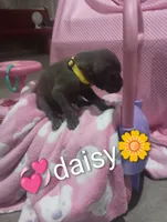 Daisy, a female Great Dane for sale in Grabill, IN – 1 of 3