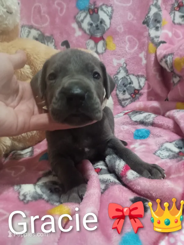 Gracie – Great Dane puppy for sale in Grabill, IN