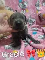 Gracie, a female Great Dane for sale in Grabill, IN – 1 of 3