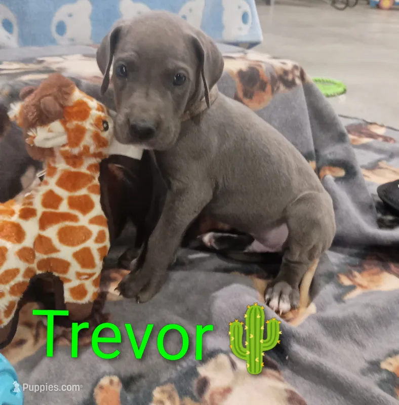 Trevor – Great Dane puppy for sale in Grabill, IN
