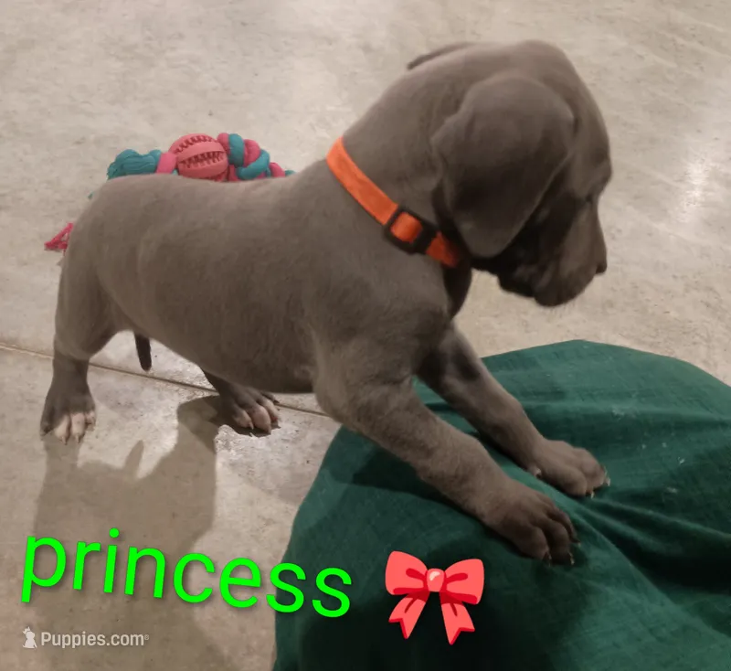 Princess – Great Dane puppy for sale in Grabill, IN