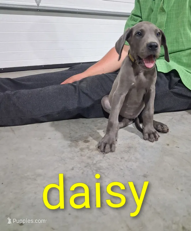 Daisy – Great Dane puppy for sale in Grabill, IN