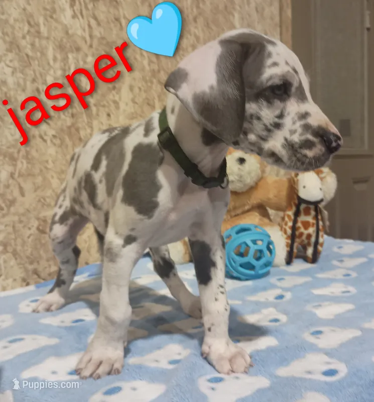 Jasper  – Great Dane puppy for sale in Grabill, IN