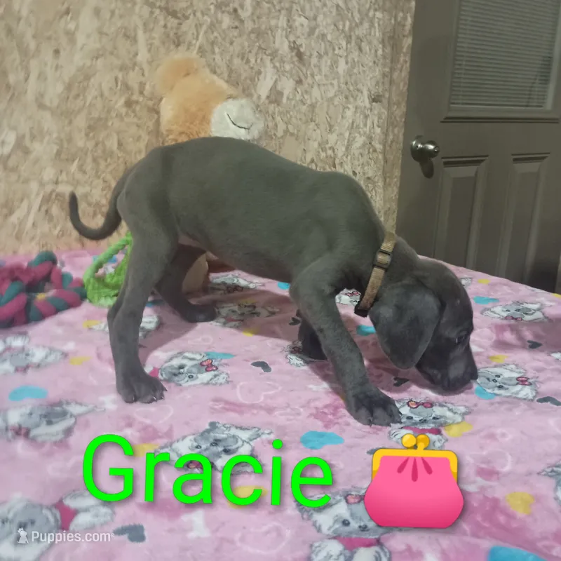 Gracie – Great Dane puppy for sale in Grabill, IN