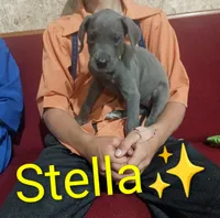 Stella, a female Great Dane for sale in Grabill, IN – 3 of 3