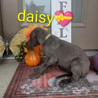 Daisy, a female Great Dane for sale in Grabill, IN – 4 of 4