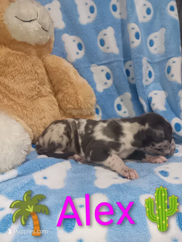 Alex – Great Dane puppy for sale in Grabill, IN