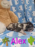 Alex, a male Great Dane for sale in Grabill, IN – 2 of 3