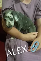 Alex, a male Great Dane for sale in Grabill, IN – 2 of 3