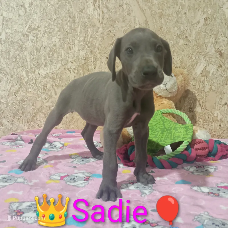 Sadie – Great Dane puppy for sale in Grabill, IN