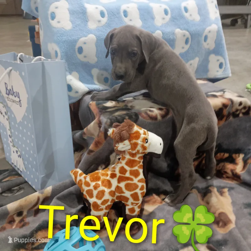 Trevor – Great Dane puppy for sale in Grabill, IN