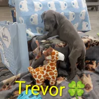 Trevor, a male Great Dane for sale in Grabill, IN – 1 of 4