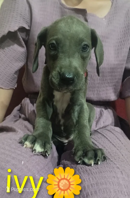 Ivy – Great Dane puppy for sale in Grabill, IN