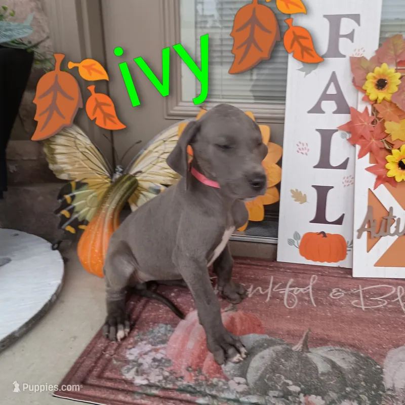Ivy – Great Dane puppy for sale in Grabill, IN