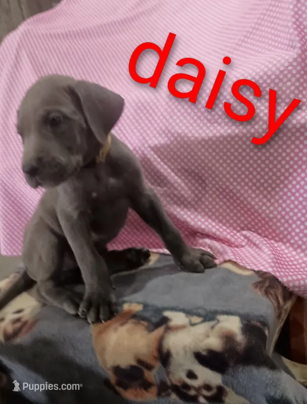 Daisy – Great Dane puppy for sale in Grabill, IN