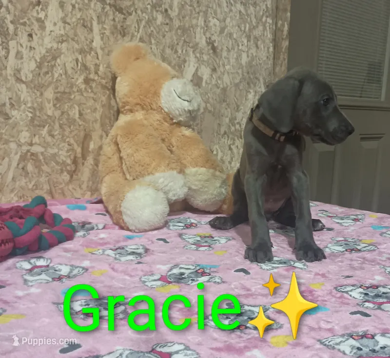 Gracie – Great Dane puppy for sale in Grabill, IN