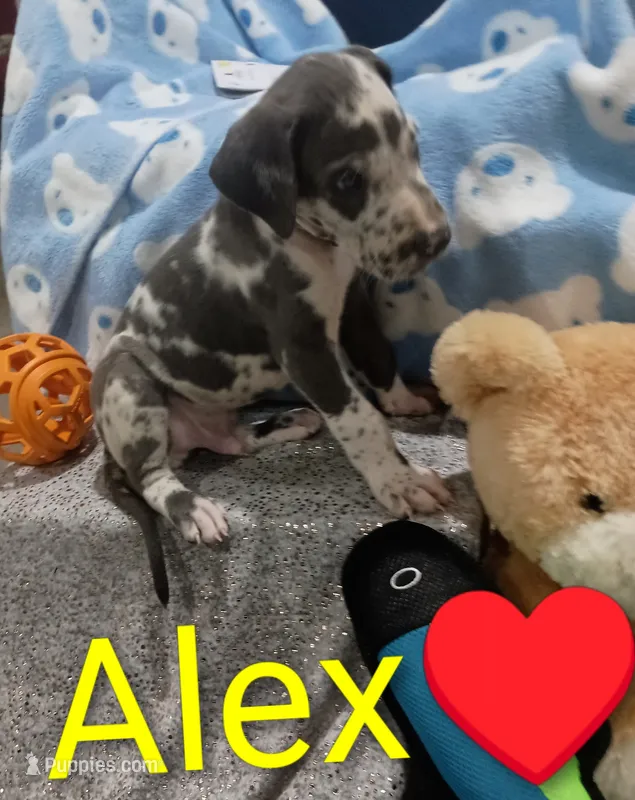 Alex – Great Dane puppy for sale in Grabill, IN