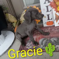 Gracie, a female Great Dane for sale in Grabill, IN – 2 of 4