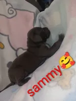 Sammy, a male Great Dane for sale in Grabill, IN – 3 of 3