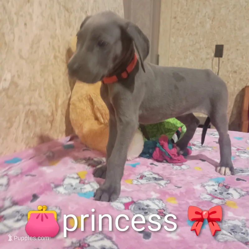Princess – Great Dane puppy for sale in Grabill, IN