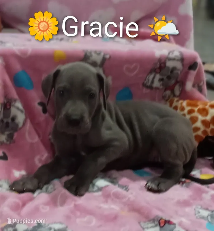 Gracie – Great Dane puppy for sale in Grabill, IN
