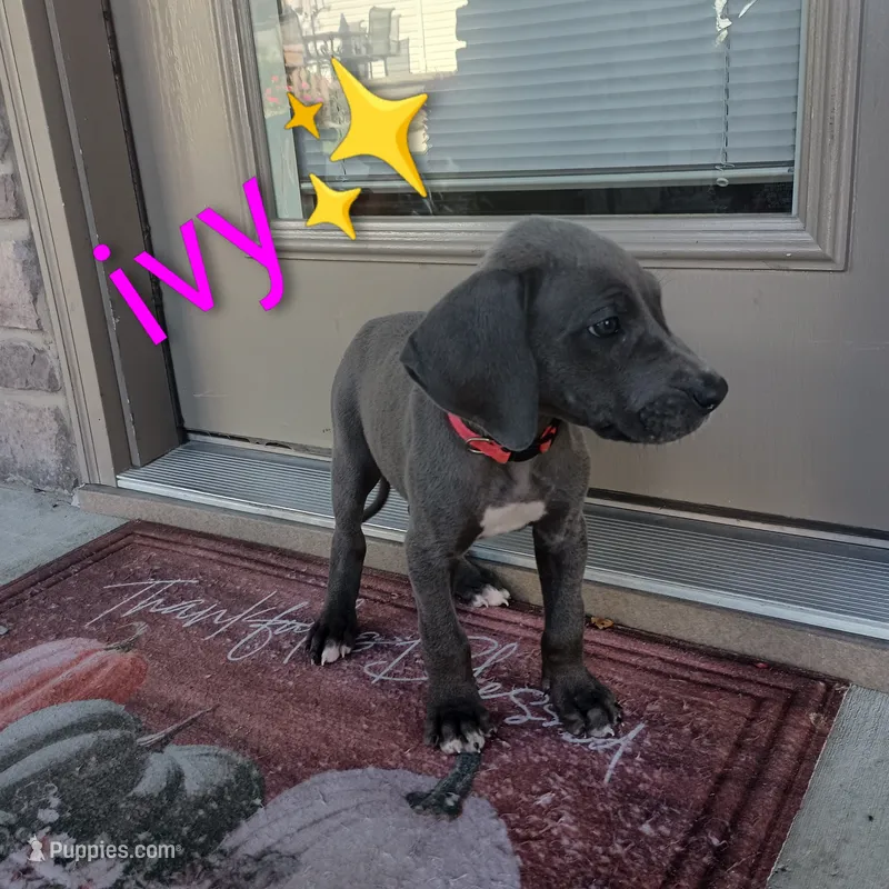 Ivy – Great Dane puppy for sale in Grabill, IN