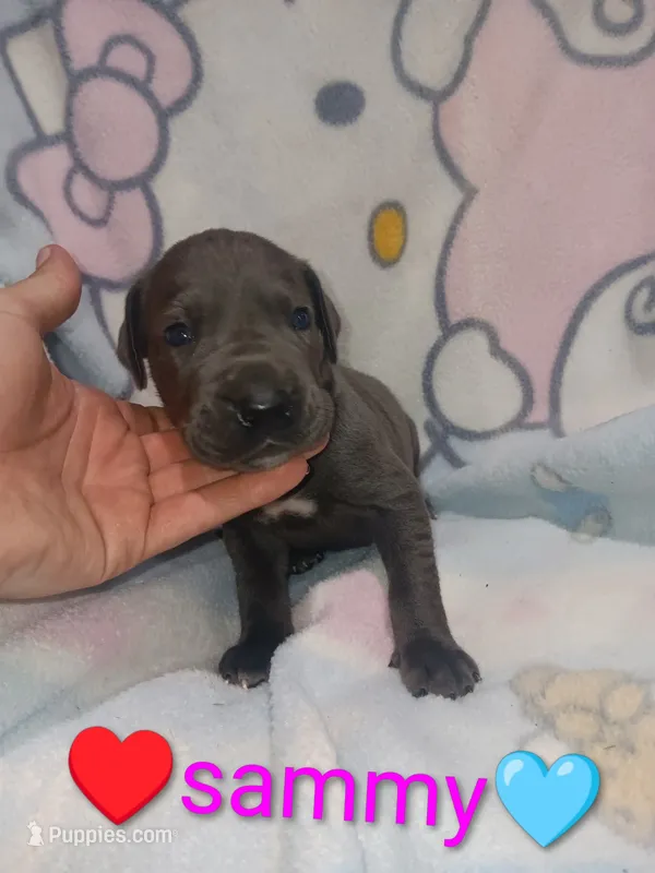 Sammy – Great Dane puppy for sale in Grabill, IN